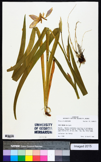 Iris fulva image