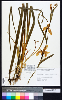 Iris fulva image