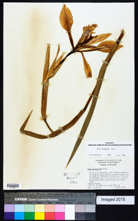 Iris hexagona image