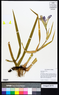 Iris hexagona image