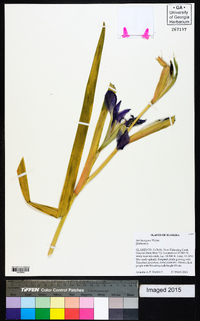 Iris hexagona image