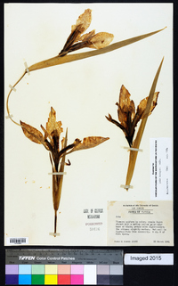 Iris hexagona image