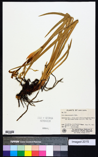 Iris missouriensis image