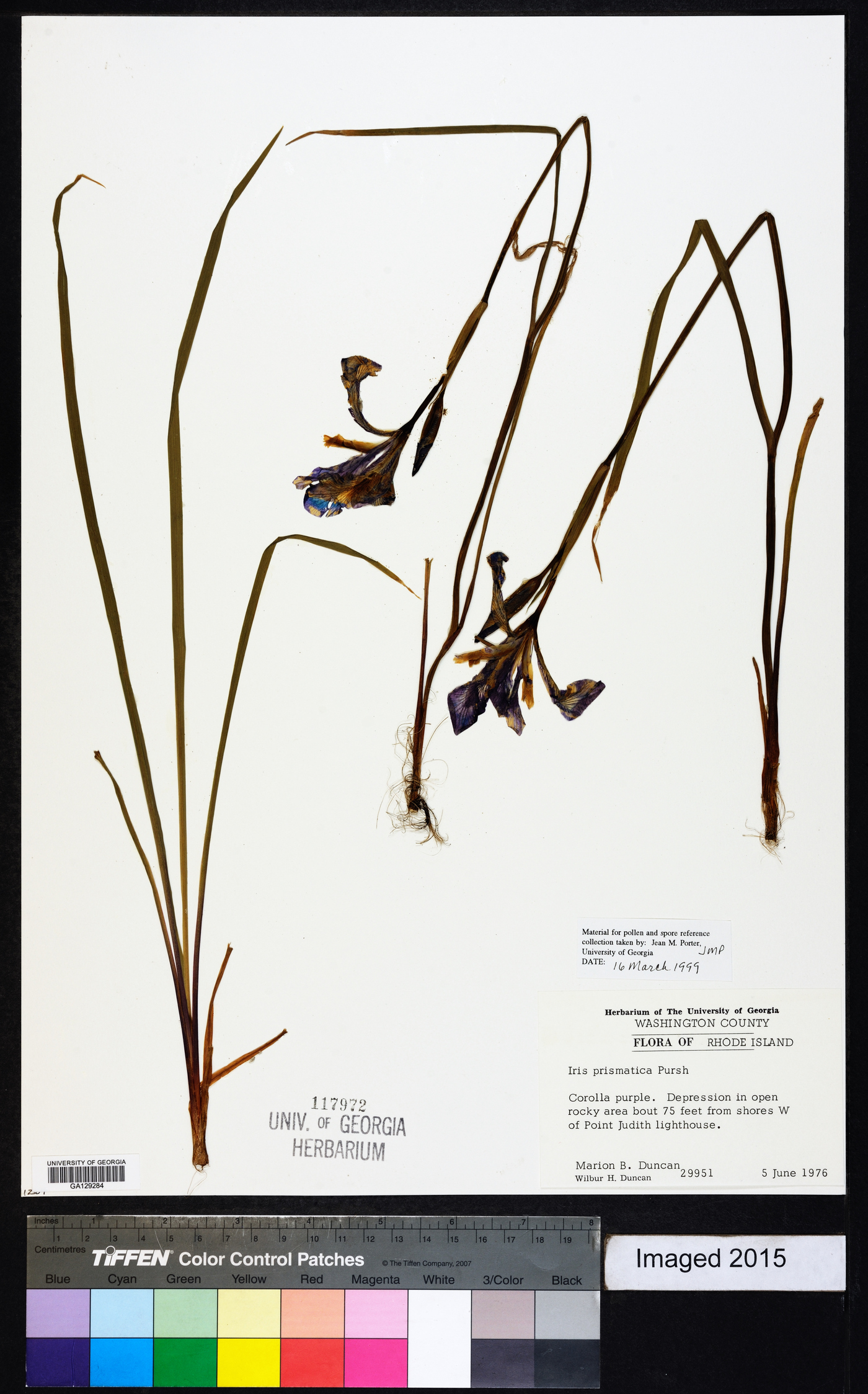 Iris prismatica image