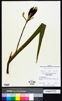 Iris pseudacorus image