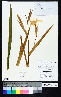 Iris pseudacorus image