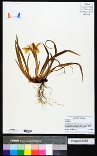 Iris verna image