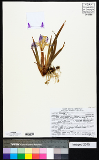 Iris verna image