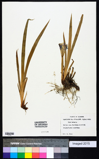 Iris verna image