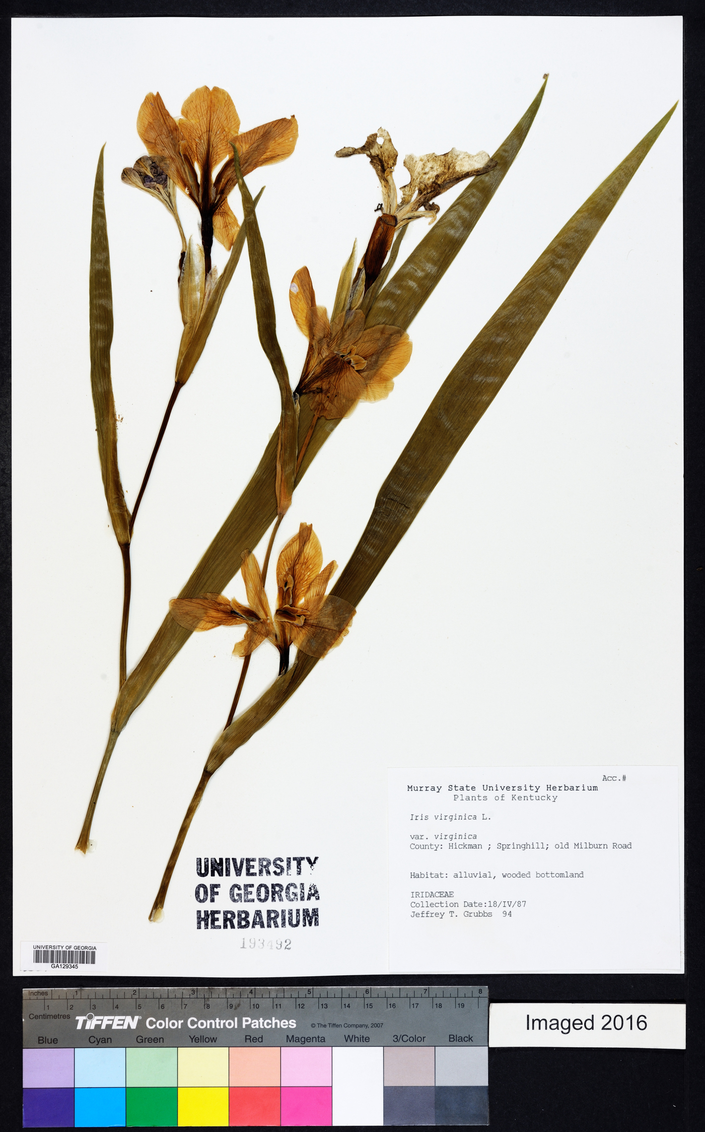 Iris virginica var. virginica image