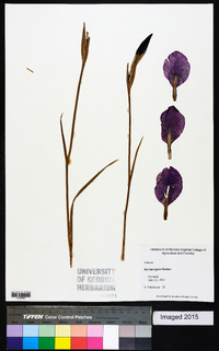 Iris laevigata image