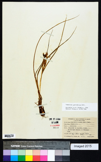 Nemastylis geminiflora image