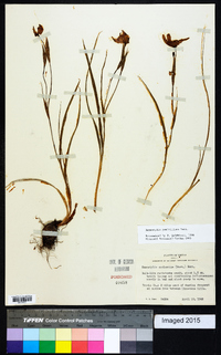 Nemastylis geminiflora image