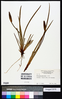 Patersonia occidentalis image