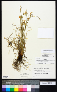 Sisyrinchium albidum image