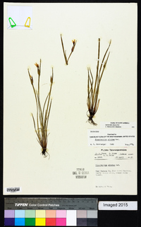 Sisyrinchium albidum image