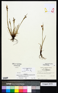 Sisyrinchium albidum image