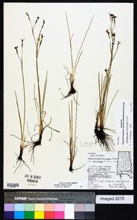 Sisyrinchium atlanticum image