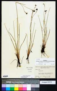 Sisyrinchium atlanticum image