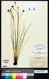 Sisyrinchium atlanticum image