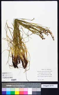 Sisyrinchium atlanticum image