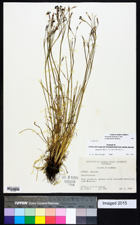 Sisyrinchium atlanticum image