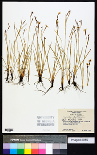Sisyrinchium atlanticum image