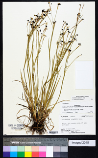 Sisyrinchium atlanticum image