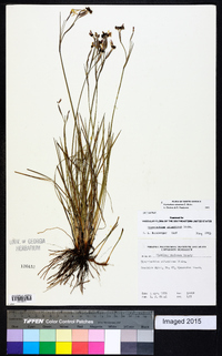 Sisyrinchium atlanticum image