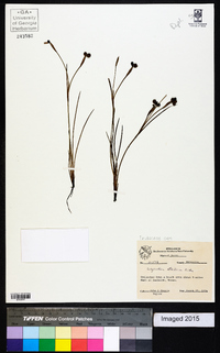 Sisyrinchium atlanticum image