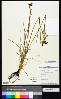 Sisyrinchium atlanticum image