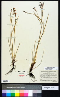 Sisyrinchium atlanticum image