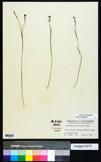 Sisyrinchium atlanticum image