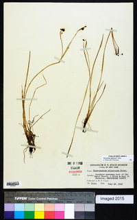 Sisyrinchium atlanticum image