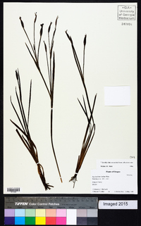 Sisyrinchium bellum image