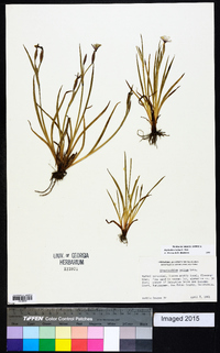 Sisyrinchium bellum image