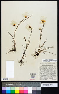 Sisyrinchium bellum image