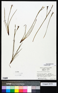 Sisyrinchium biforme image