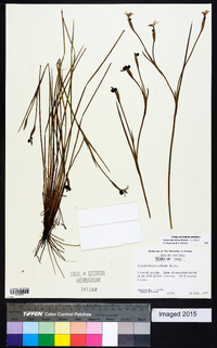 Sisyrinchium biforme image