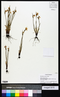 Sisyrinchium campestre image