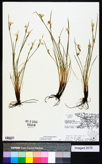 Sisyrinchium campestre image