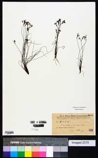 Sisyrinchium capillare image