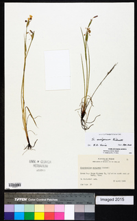 Sisyrinchium ensigerum image