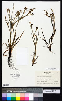 Sisyrinchium ensigerum image