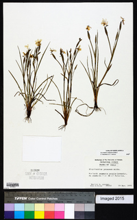 Sisyrinchium ensigerum image