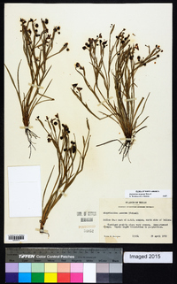 Sisyrinchium ensigerum image