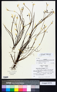 Sisyrinchium fuscatum image