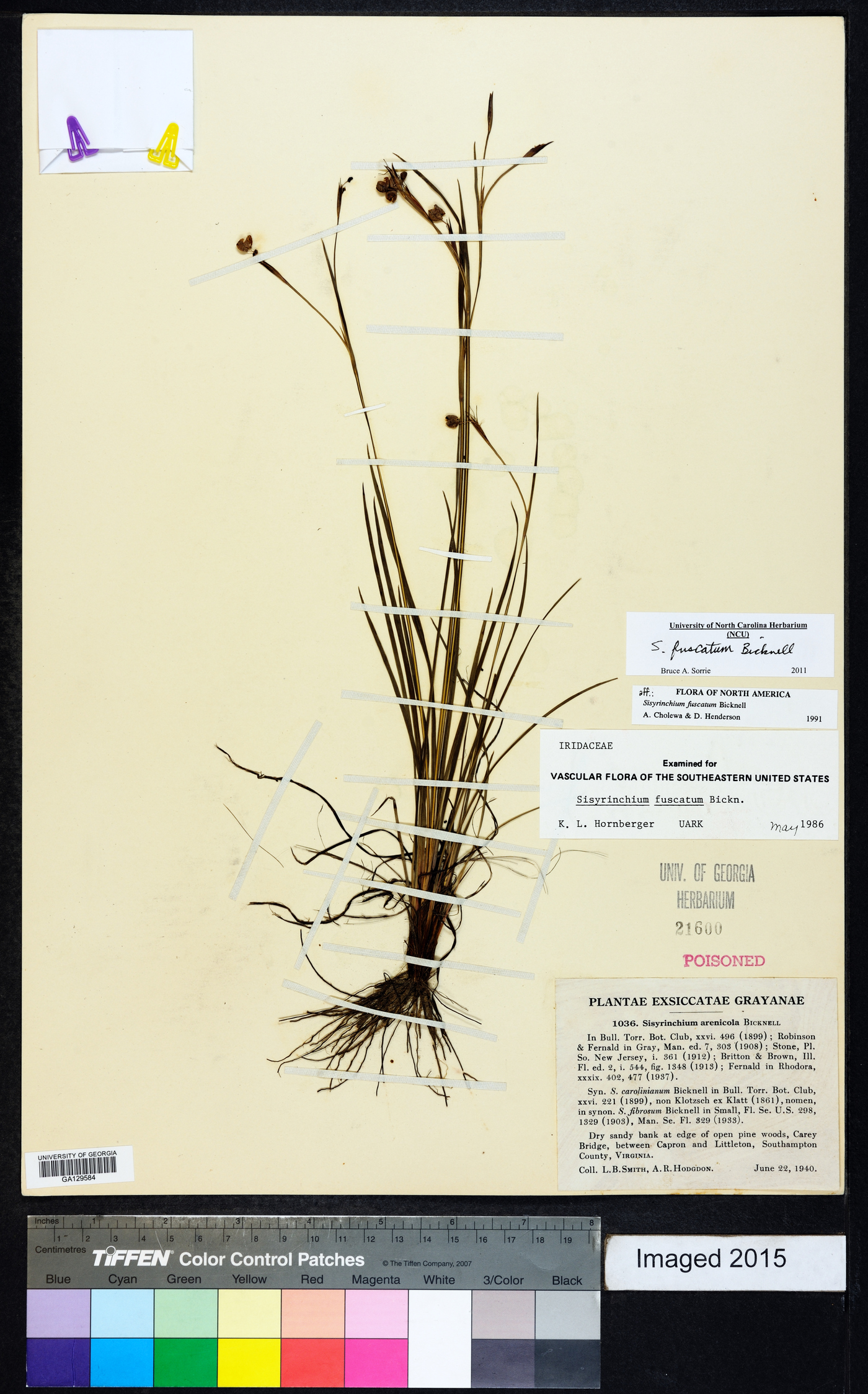 Sisyrinchium fuscatum image