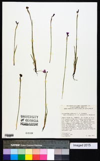 Sisyrinchium idahoense var. occidentale image