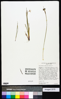 Sisyrinchium idahoense image